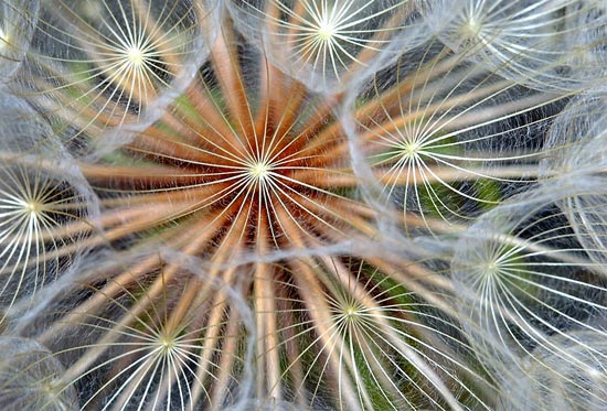 图文:绽放的婆罗门参