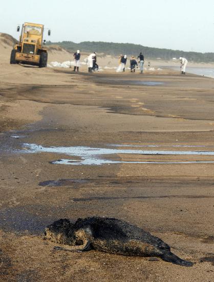 图文:乌拉圭海岸遭受石油泄漏污染