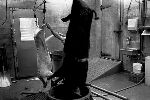 图文:男子在杀猪