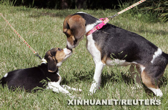 组图:韩国首尔展示第二代荧光狗