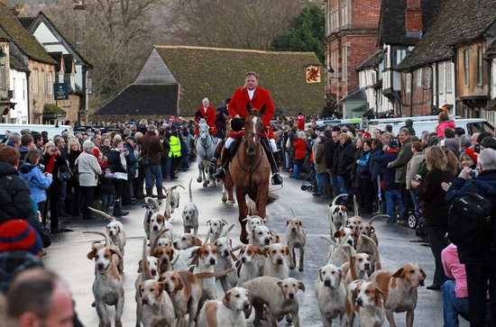 英国节礼日狩猎活动中的狗狗们.