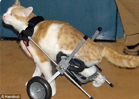 伊朗截肢猫在美摇号得伊朗籍新主人图