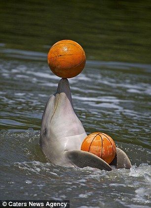 海豚也做"运动健将" 投篮仰泳一展英姿(组图)