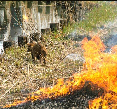 日本命大狐狸 遇火災千鈞一髮之際逃離火海(圖)