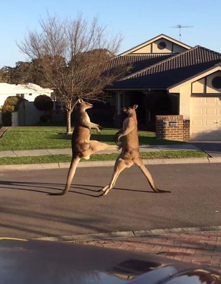 澳大利亚袋鼠当街斗殴拳击掐脖腾空飞踢组图