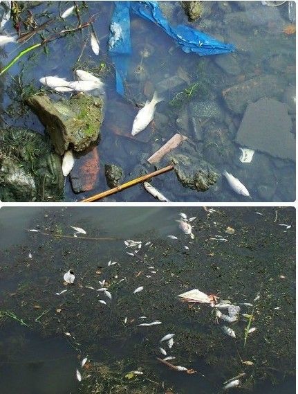 上海河道大量死魚推測信徒集中放生雙語