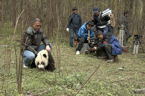 熊猫高高回家纪录片图片
