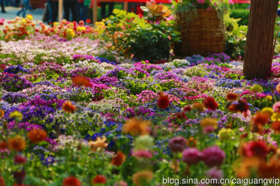 實拍:花花世界的景山公園