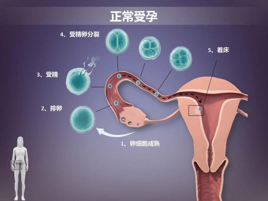 自然受孕全过程揭秘