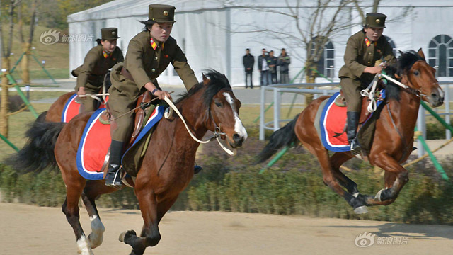朝鲜马种图片