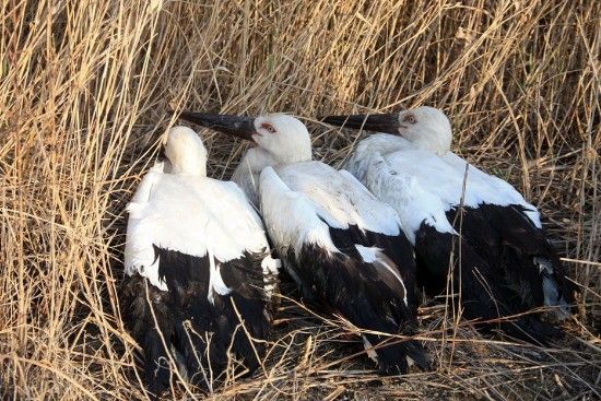 东方白鹳毒杀案