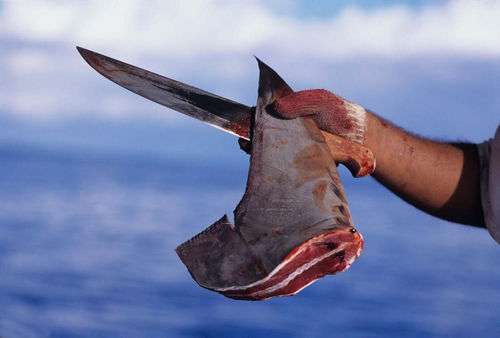 鲨鱼鳍腹肌图片图片