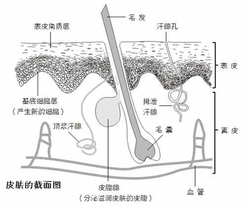 毛囊的结构图解大全图片