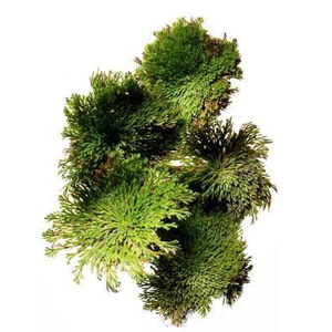 沙漠复活草的力量