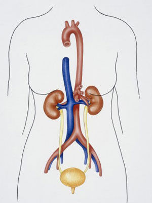 膀胱的解剖位置图片图片