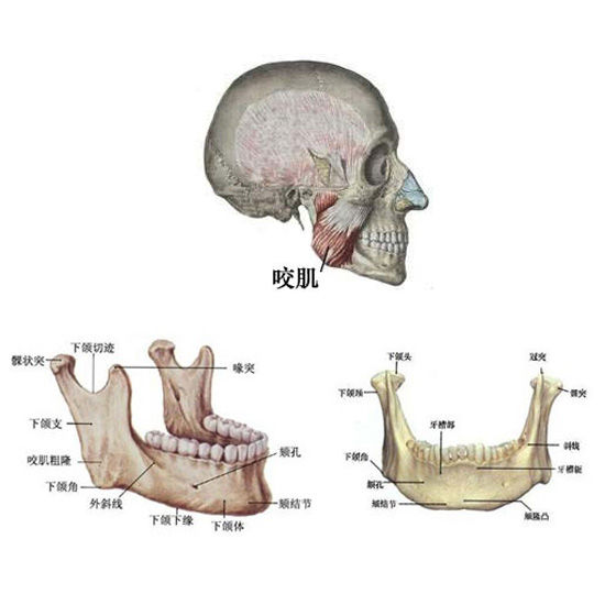 下颌切迹位置图片图片