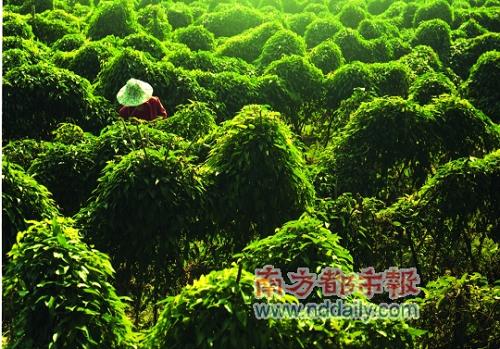 人勤苗壮 人勤苗壮