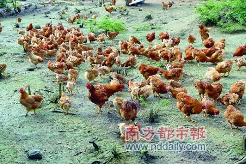 在乡土风情十足的餐厅用餐,养胃的同时还养眼 在乡土风情十足的餐厅用餐,养胃的同时还养眼