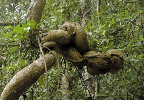 像蟒蛇一样的粗藤