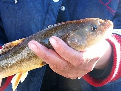 高原无鳞雪鱼极具营养滋补攻效