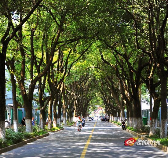 粗壮的树干显示了他的历史,繁茂的枝干向路中央伸展,浓荫蔽路.