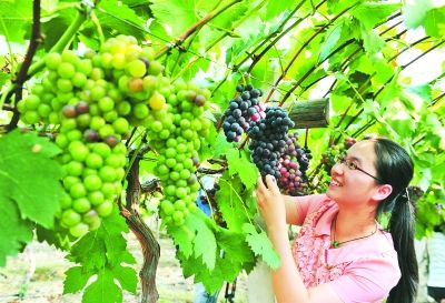 合肥大圩镇第十一届葡萄文化旅游节周六开幕