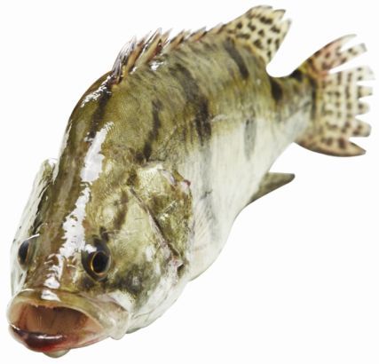 武汉四季鲜美食鱼指南 中国烹饪大师为您推荐