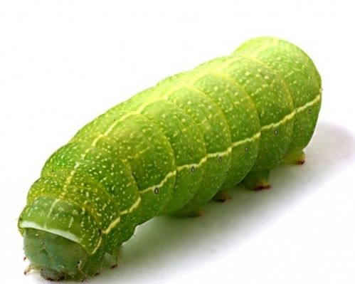 傈僳族神奇的相思虫组图