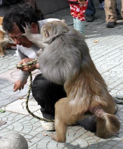 無錫耍猴人耍猴不成反被猴耍(組圖)