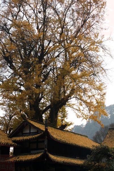 成都十大千年树王 丹景山汉柏树龄2千余年