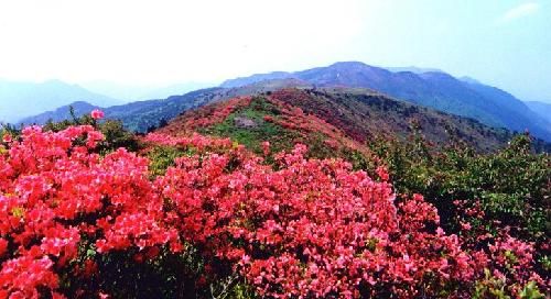 遂昌高坪杜鹃花图片