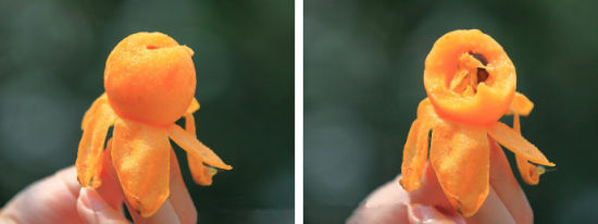 红毛丫头这款枇杷本地人称为"红毛丫头".这是塘栖枇杷的主导产品之一.