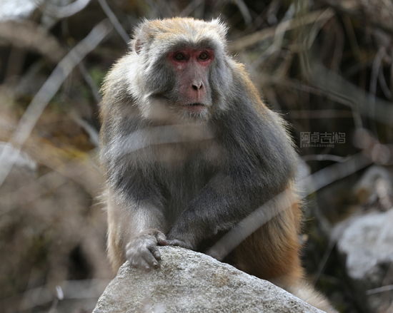 藏酋猴别名四川短尾猴,大青猴,属于猴科.