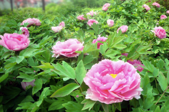 盘点中国十大吉祥花木 一起讨个好兆头(图)