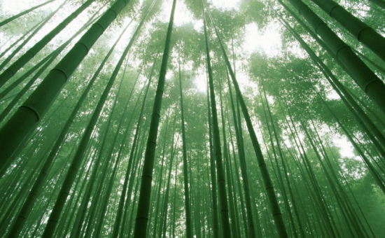 盘点中国十大吉祥花木 一起讨个好兆头(图)