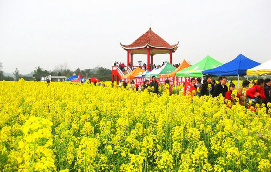 阳春三月 徜徉在潼南油菜花海中迷醉