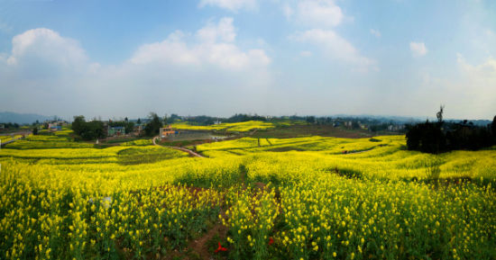 青峰油菜花基地 摄