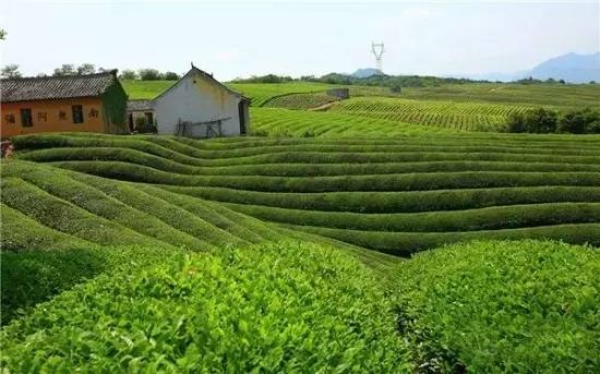 宁波市它山堰白茶图片