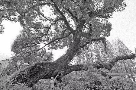 古树名木死亡后如何采伐 坟地死树能不能砍伐