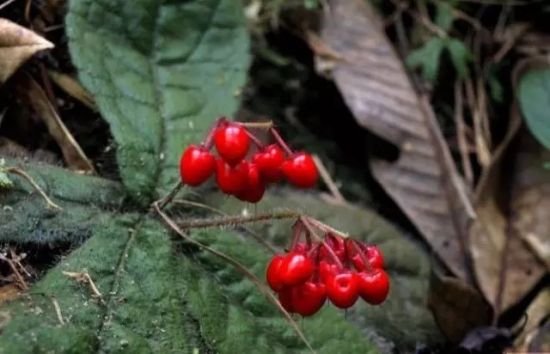 冬季到鎮海與野生植物共舞2