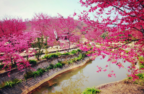 樱花峪位于广东山韶关市新丰县黄礤镇偏北5公里处,总面积800多亩.