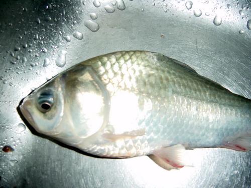 肉味鲜美肉质细嫩的蓟县水库鱼