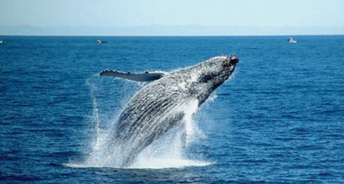 鲸鱼出水唯美图片