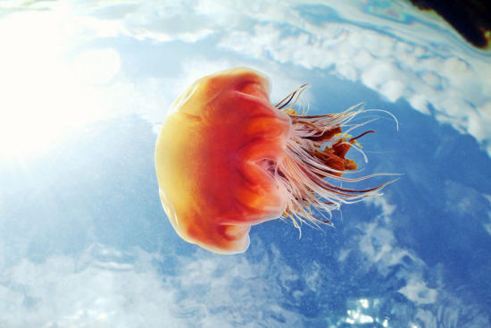 俄罗斯摄影师深潜海底拍摄水下奇特生物