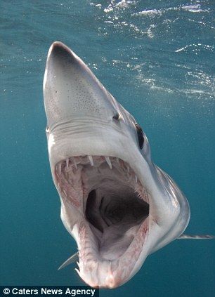 勇敢摄影师近距离拍摄大白鲨 展现惊悚瞬间