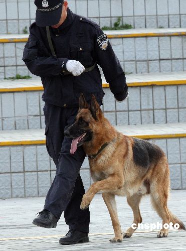 備戰奧運北京特警進行警犬訓練