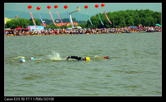 图文张健出发横渡黑龙江兴凯湖张健自由泳前进