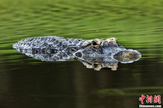 澳大利亚鳄鱼肆虐 男孩游泳被袭击恐丧生_空域-水域_新浪户外_新浪体