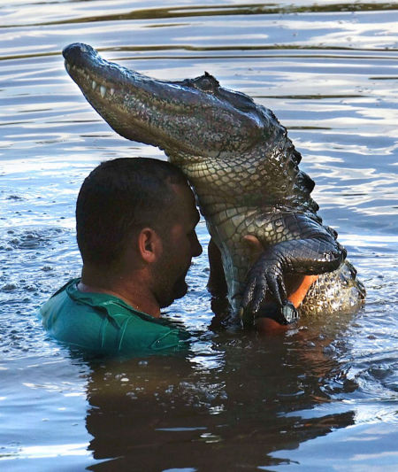 美国男子从小亲近鳄鱼 常与鳄鱼一起游泳