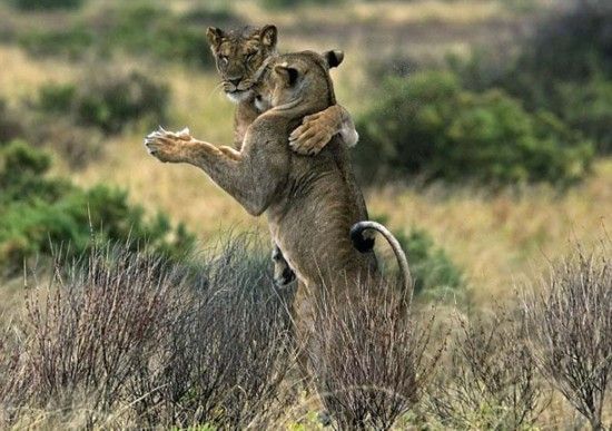 肯尼亚桑布鲁国家公园两只狮子跳交际舞